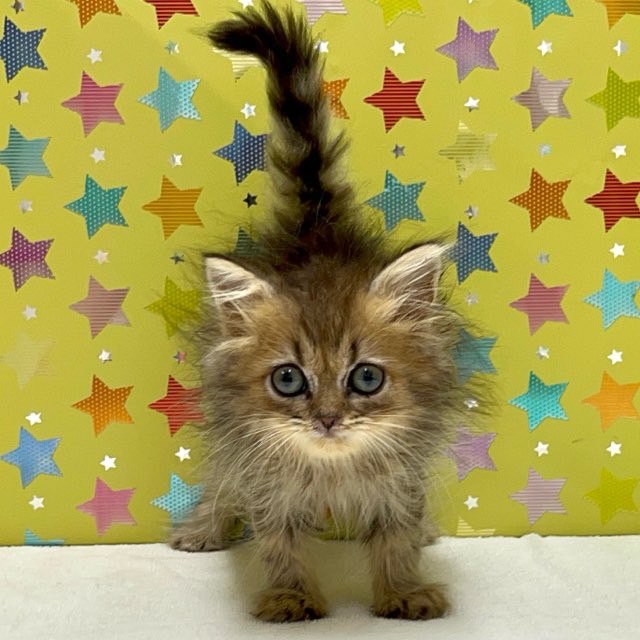 東京都のペルシャ (かねだい足立店/2025年5月24日生まれ/男の子/チンチラゴールデン)の子猫の1枚目の画像