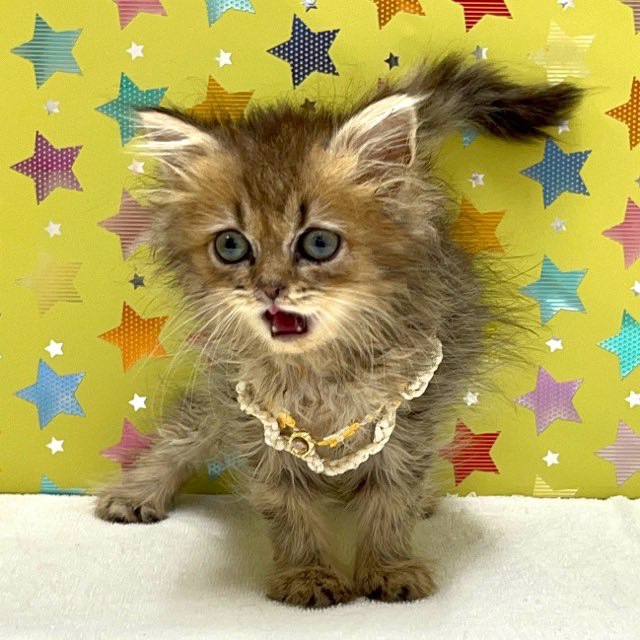 東京都のペルシャ (かねだい足立店/2025年5月24日生まれ/男の子/チンチラゴールデン)の子猫の2枚目の画像