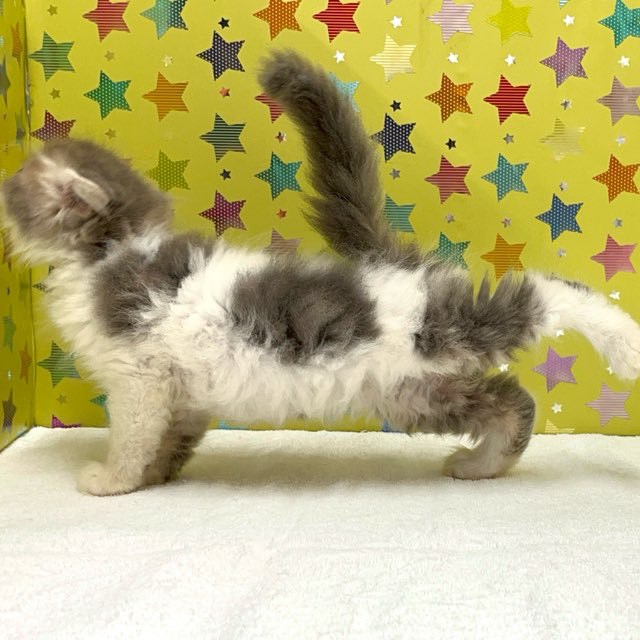 東京都のフォールデックス (かねだい足立店/2025年5月24日生まれ/男の子/ブルータビーホワイト)の子猫の2枚目の画像