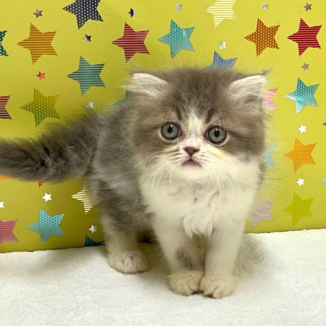 東京都のフォールデックス (かねだい足立店/2025年5月24日生まれ/男の子/ブルータビーホワイト)の子猫の1枚目の画像