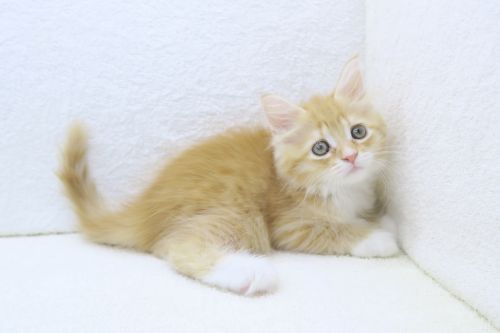 神奈川県のハーフ猫・ミックス猫 (かねだい海老名店/2025年5月21日生まれ/男の子/レッドタビー)の子猫の2枚目の画像
