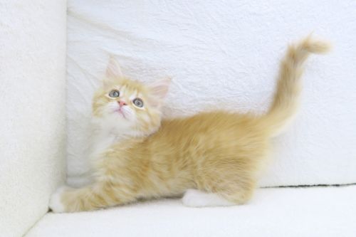 神奈川県のハーフ猫・ミックス猫 (かねだい海老名店/2025年5月21日生まれ/男の子/レッドタビー)の子猫の3枚目の画像