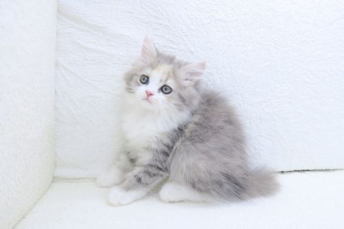神奈川県のハーフ猫・ミックス猫 (かねだい海老名店/2025年5月21日生まれ/女の子/ブルータビー)の子猫の2枚目の画像