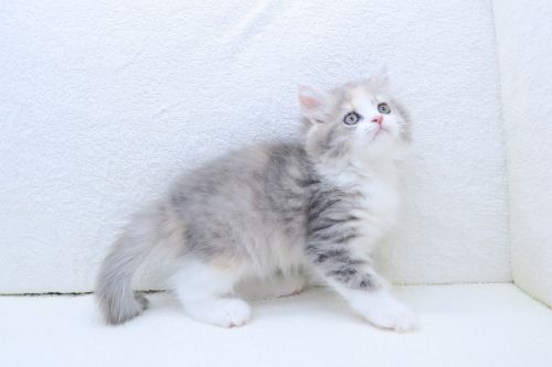 神奈川県のハーフ猫・ミックス猫 (かねだい海老名店/2025年5月21日生まれ/女の子/ブルータビー)の子猫の3枚目の画像
