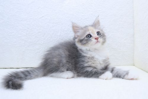 神奈川県のハーフ猫・ミックス猫 (かねだい海老名店/2025年5月21日生まれ/女の子/ブルータビー)の子猫の2枚目の画像