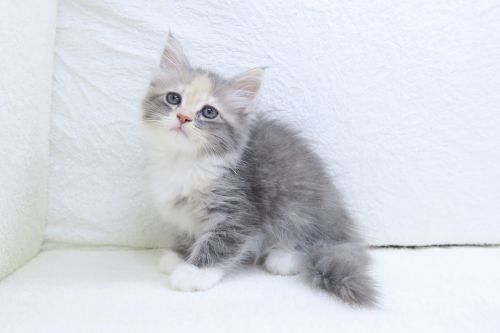 神奈川県のハーフ猫・ミックス猫 (かねだい海老名店/2025年5月21日生まれ/女の子/ブルータビー)の子猫の3枚目の画像