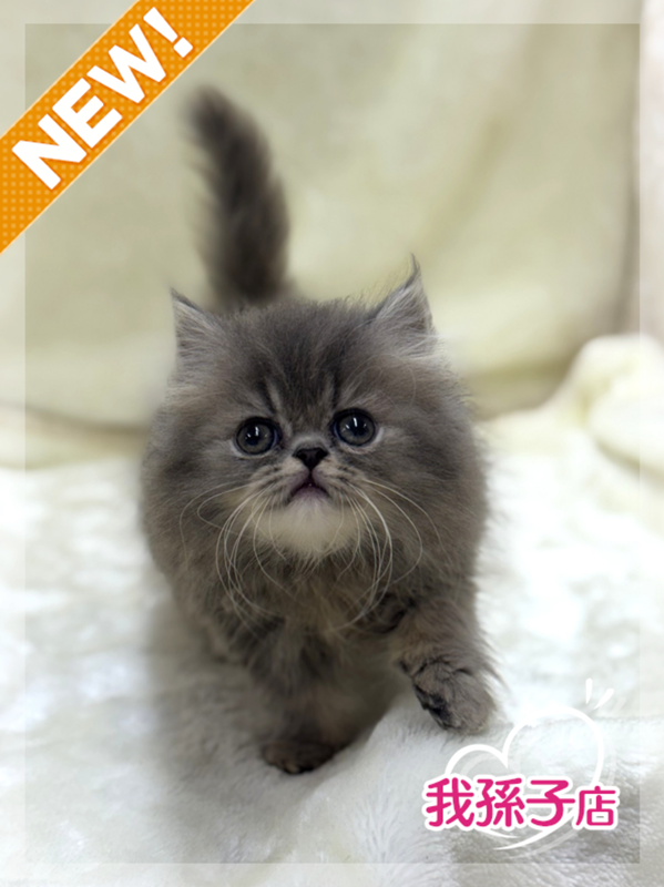 千葉県のハーフ猫・ミックス猫 (かねだい我孫子店/2025年5月24日生まれ/男の子/その他色)の子猫の1枚目の画像
