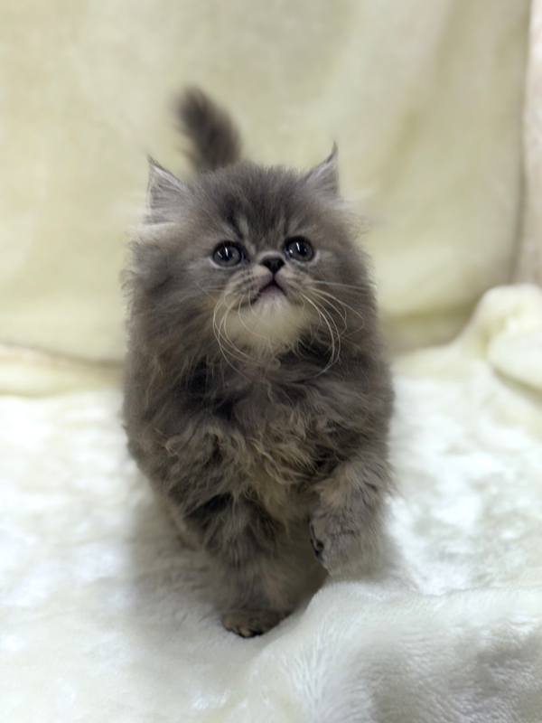 千葉県のハーフ猫・ミックス猫 (かねだい我孫子店/2025年5月24日生まれ/男の子/その他色)の子猫の2枚目の画像