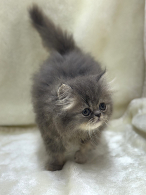 千葉県のハーフ猫・ミックス猫 (かねだい我孫子店/2025年5月24日生まれ/男の子/その他色)の子猫の3枚目の画像