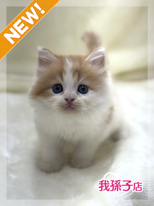 千葉県のラガマフィン (かねだい我孫子店/2025年5月24日生まれ/男の子/レッドホワイト)の子猫の1枚目の画像