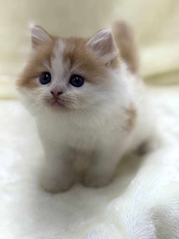 千葉県のラガマフィン (かねだい我孫子店/2025年5月24日生まれ/男の子/レッドホワイト)の子猫の2枚目の画像