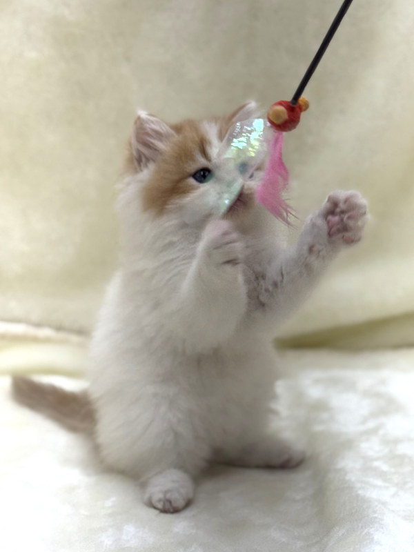 千葉県のラガマフィン (かねだい我孫子店/2025年5月24日生まれ/男の子/レッドホワイト)の子猫の4枚目の画像