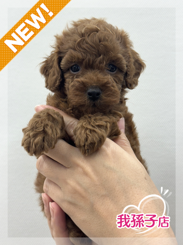千葉県のトイプードル(トイ) (かねだい我孫子店/2025年5月25日生まれ/女の子/レッド)の子犬の1枚目の画像