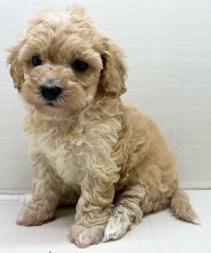 千葉県のハーフ犬・ミックス犬 (かねだい八千代店/2025年5月22日生まれ/女の子/その他色)の子犬の1枚目の画像