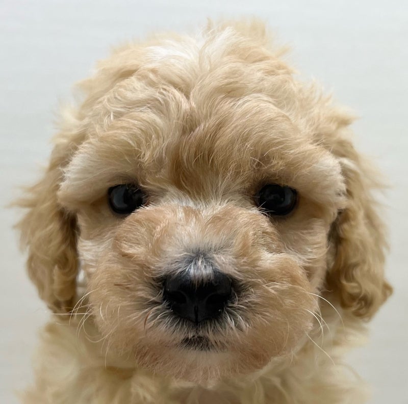 千葉県のハーフ犬・ミックス犬 (かねだい八千代店/2025年5月22日生まれ/女の子/その他色)の子犬の2枚目の画像