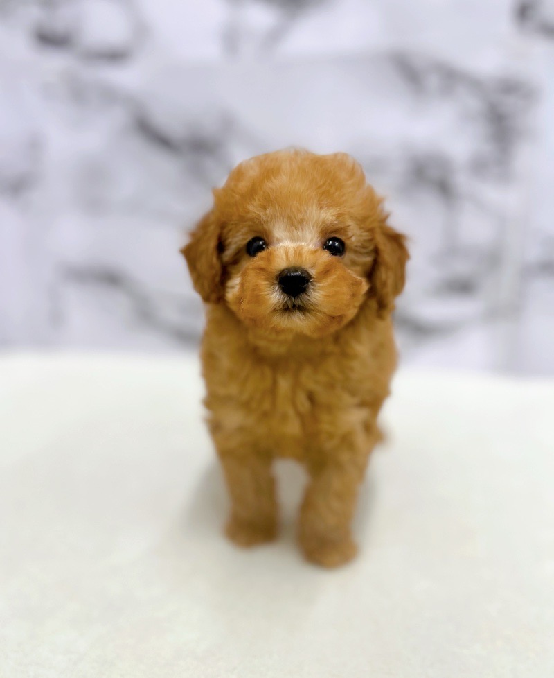 神奈川県のトイプードル(トイ) (かねだい東戸塚店/2025年5月23日生まれ/男の子/レッド)の子犬の2枚目の画像