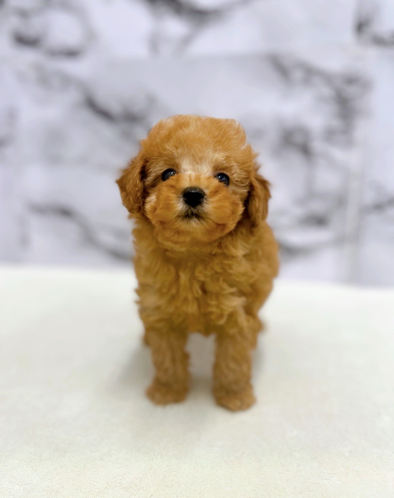 神奈川県のトイプードル(トイ) (かねだい東戸塚店/2025年5月23日生まれ/男の子/レッド)の子犬の3枚目の画像