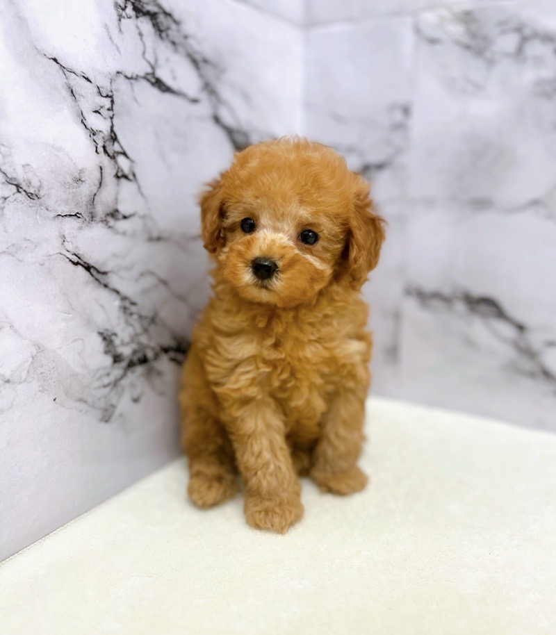 神奈川県のトイプードル(トイ) (かねだい東戸塚店/2025年5月23日生まれ/男の子/レッド)の子犬の4枚目の画像