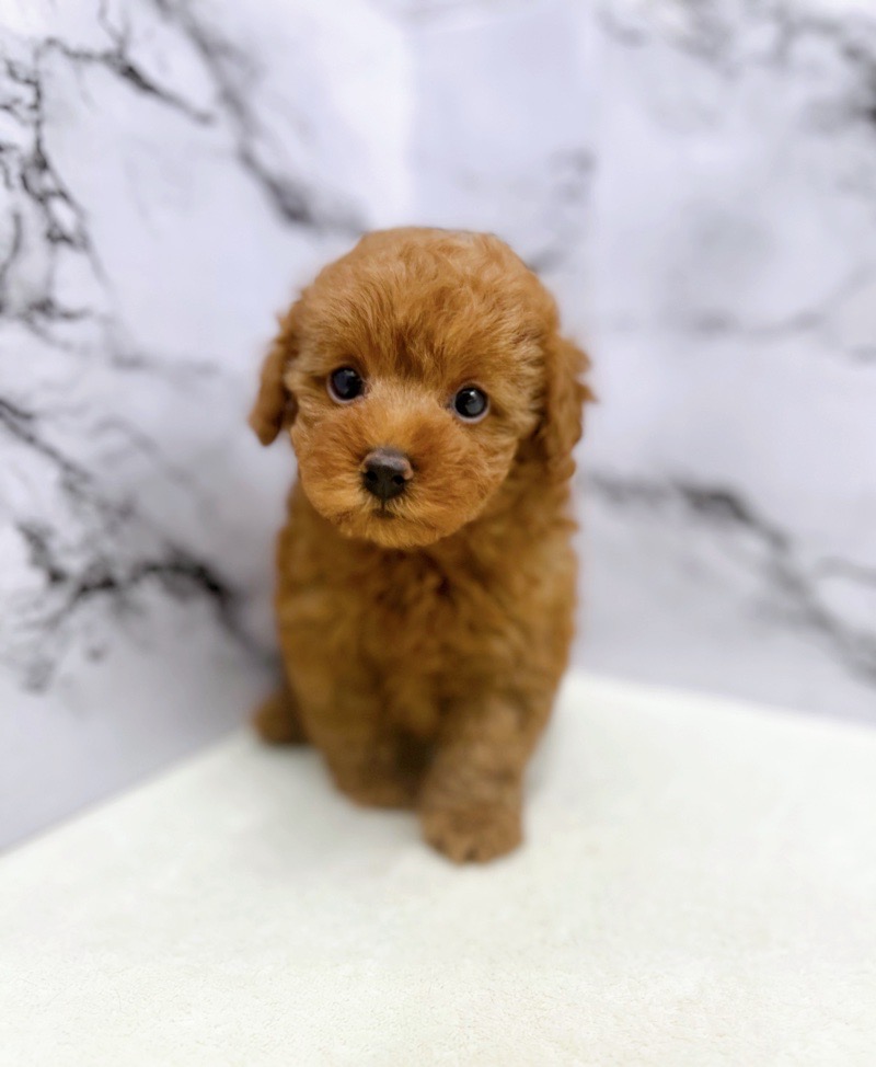 神奈川県のトイプードル(トイ) (かねだい東戸塚店/2025年5月24日生まれ/女の子/レッド)の子犬の1枚目の画像