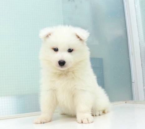 神奈川県のサモエド (かねだい伊勢原店/2025年5月24日生まれ/男の子/ホワイト)の子犬
