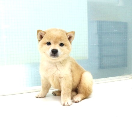 神奈川県のサモエド (かねだい伊勢原店/2025年5月24日生まれ/男の子/ホワイト)の子犬