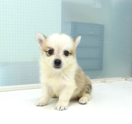 神奈川県のハーフ犬・ミックス犬 (かねだい伊勢原店/2025年5月23日生まれ/女の子/レッドホワイト)の子犬