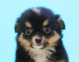 埼玉県のチワワ(ロング) (かねだい草加店/2025年5月23日生まれ/男の子/ブラックタン)の子犬の2枚目の画像