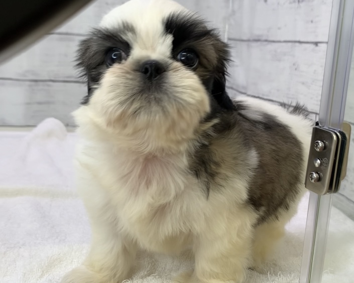 千葉県のシーズー (かねだい千葉店/2025年5月24日生まれ/女の子/ゴールドホワイト)の子犬の3枚目の画像