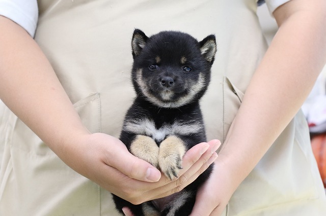 埼玉県の豆柴 (かねだい草加店/2025年5月20日生まれ/女の子/黒)の子犬の1枚目の画像