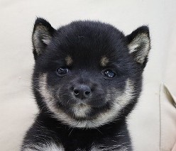 埼玉県の豆柴 (かねだい草加店/2025年5月20日生まれ/女の子/黒)の子犬の2枚目の画像