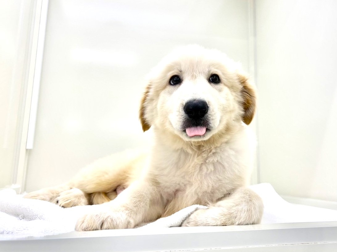 ピレネー犬のすべて 価格の安いMIX犬（父：ホワイトシェパード 母：ピレニーズ