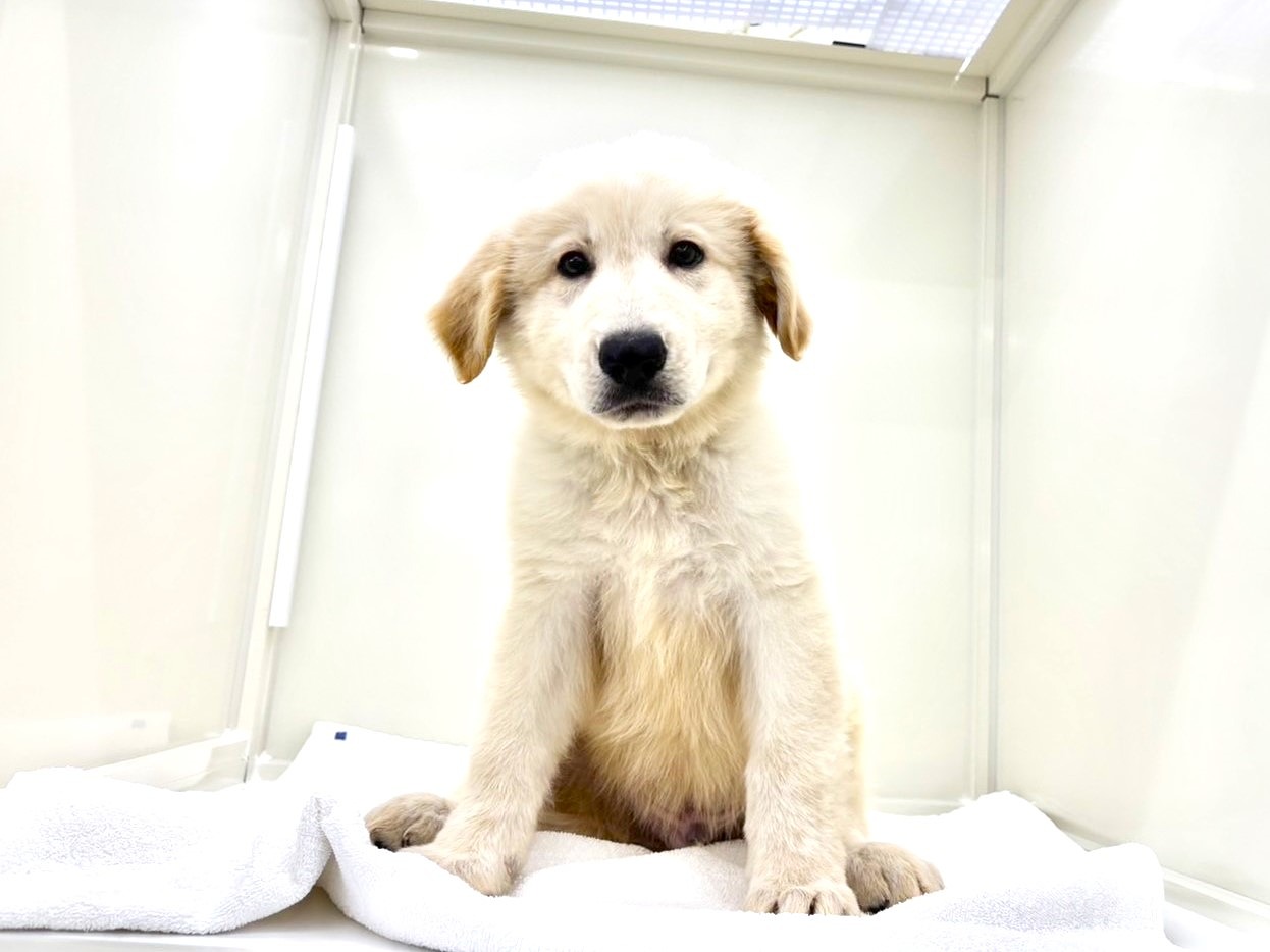 ピレネー犬のすべて 価格の安いMIX犬（父：ホワイトシェパード 母：ピレニーズ