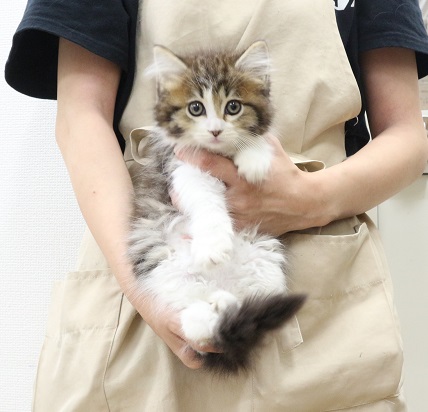 神奈川県のサイベリアン (かねだい伊勢原店/2025年5月20日生まれ/女の子/ブラウンタビーホワイト)の子猫