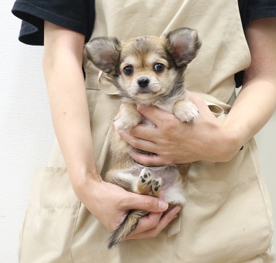 神奈川県のハーフ犬・ミックス犬 (かねだい伊勢原店/2025年5月24日生まれ/女の子/セーブルホワイト)の子犬
