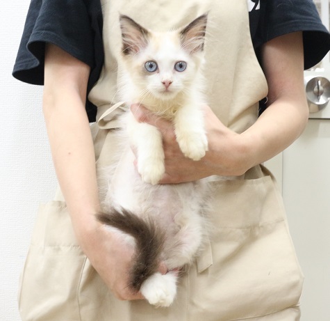 神奈川県のサイベリアン (かねだい伊勢原店/2025年5月21日生まれ/男の子/シールポイント)の子猫