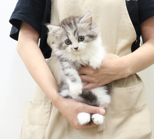 神奈川県のミヌエット (かねだい伊勢原店/2025年5月15日生まれ/女の子/シルバータビーホワイト)の子猫