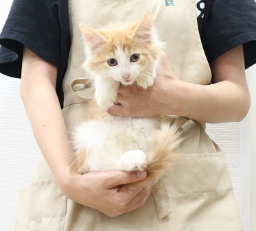 神奈川県のサイベリアン (かねだい伊勢原店/2025年5月19日生まれ/男の子/レッドタビーホワイト)の子猫