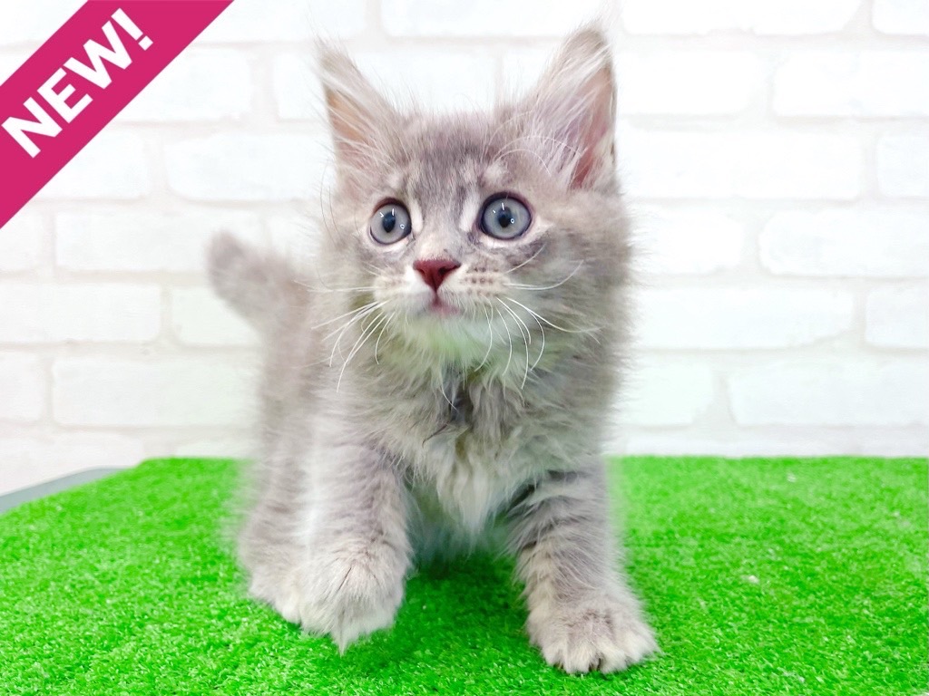 東京都のサイベリアン (かねだい立川店/2025年5月19日生まれ/女の子/ブルーパッチドタビー)の子猫の1枚目の画像