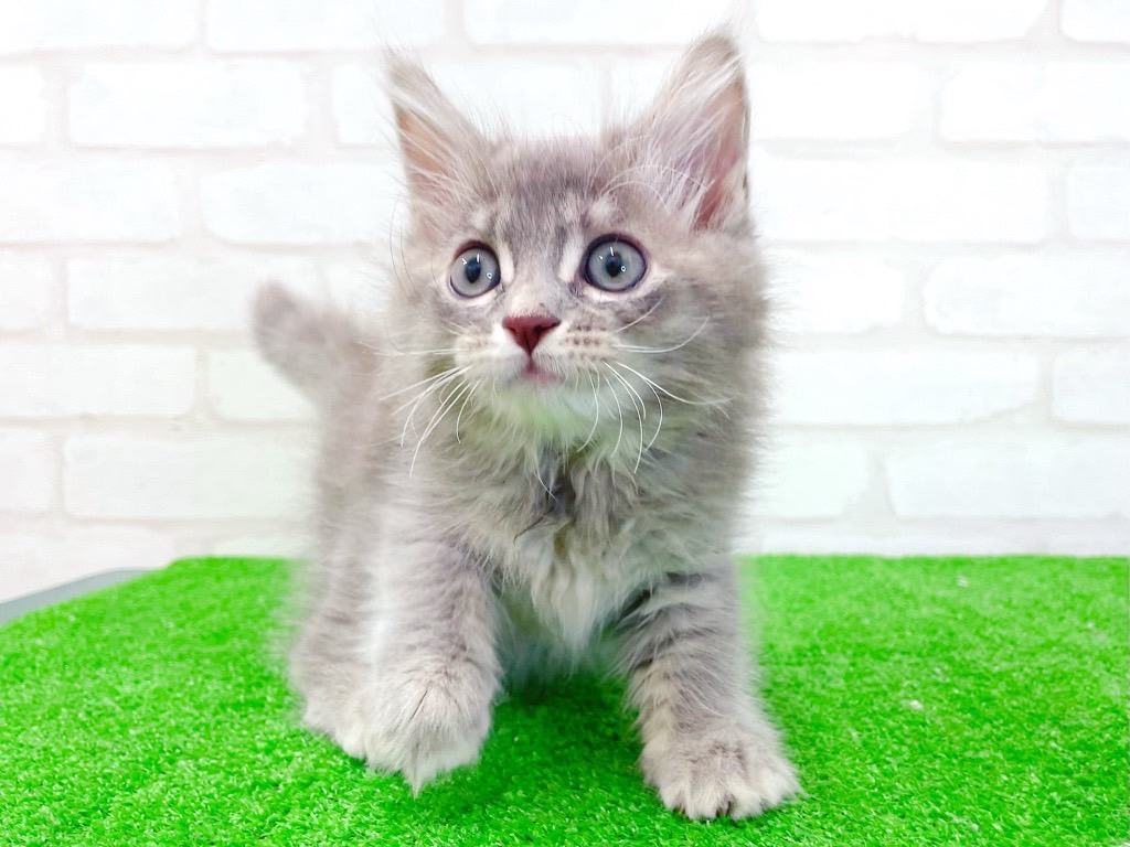 東京都のサイベリアン (かねだい立川店/2025年5月19日生まれ/女の子/ブルーパッチドタビー)の子猫の2枚目の画像