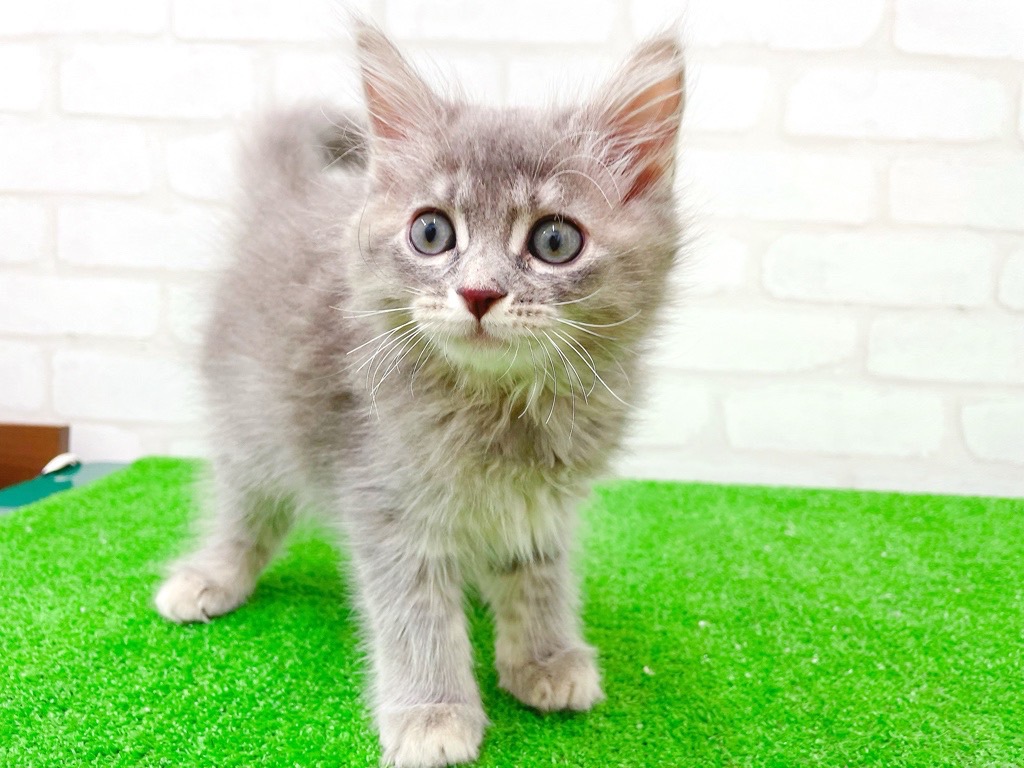 東京都のサイベリアン (かねだい立川店/2025年5月19日生まれ/女の子/ブルーパッチドタビー)の子猫の3枚目の画像