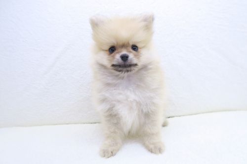神奈川県のポメラニアン (かねだい海老名店/2025年5月25日生まれ/男の子/オレンジ)の子犬の2枚目の画像