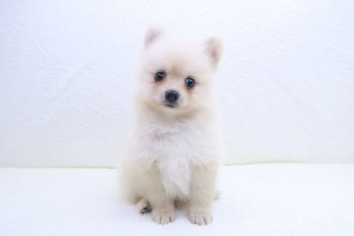 神奈川県のポメラニアン (かねだい海老名店/2025年5月15日生まれ/男の子/クリーム)の子犬の1枚目の画像