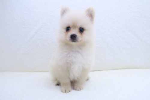 神奈川県のポメラニアン (かねだい海老名店/2025年5月15日生まれ/男の子/クリーム)の子犬の2枚目の画像