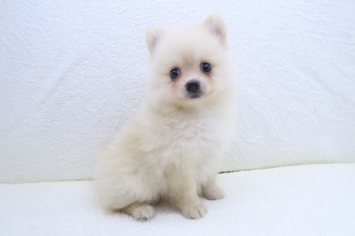 神奈川県のポメラニアン (かねだい海老名店/2025年5月15日生まれ/男の子/クリーム)の子犬の3枚目の画像