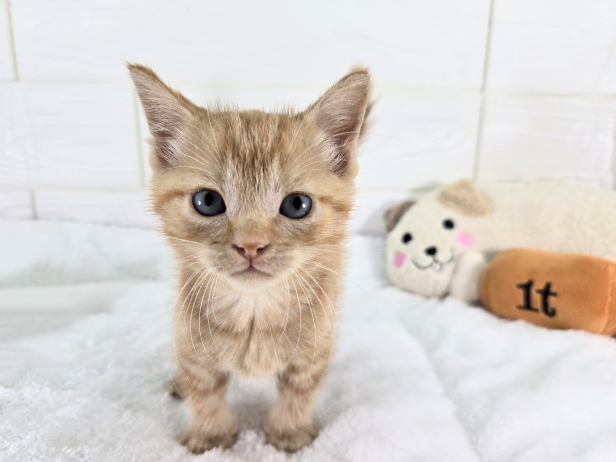 千葉県のマンチカン (かねだいペットトライアル勝浦/2025年5月23日生まれ/女の子/レッドタビー)の子猫の1枚目の画像