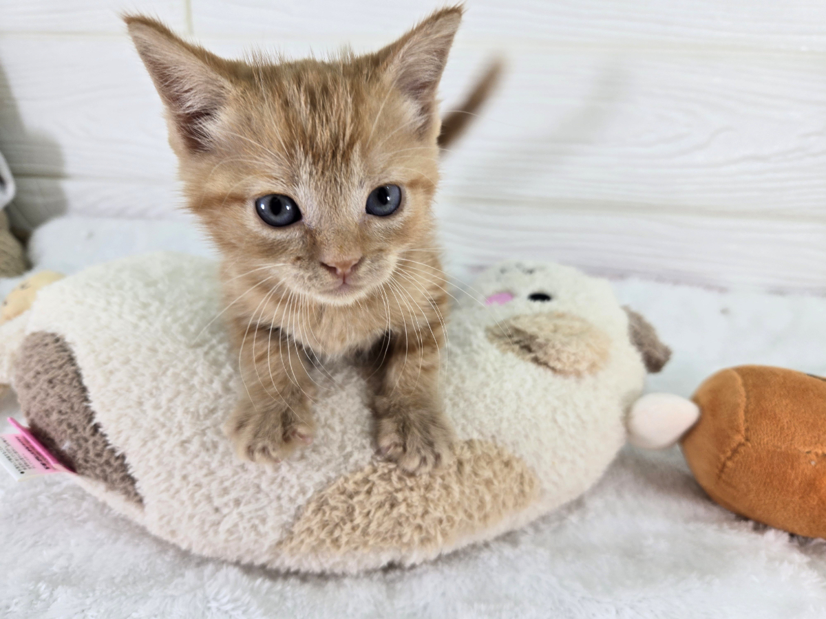 千葉県のマンチカン (かねだいペットトライアル勝浦/2025年5月23日生まれ/女の子/レッドタビー)の子猫の2枚目の画像