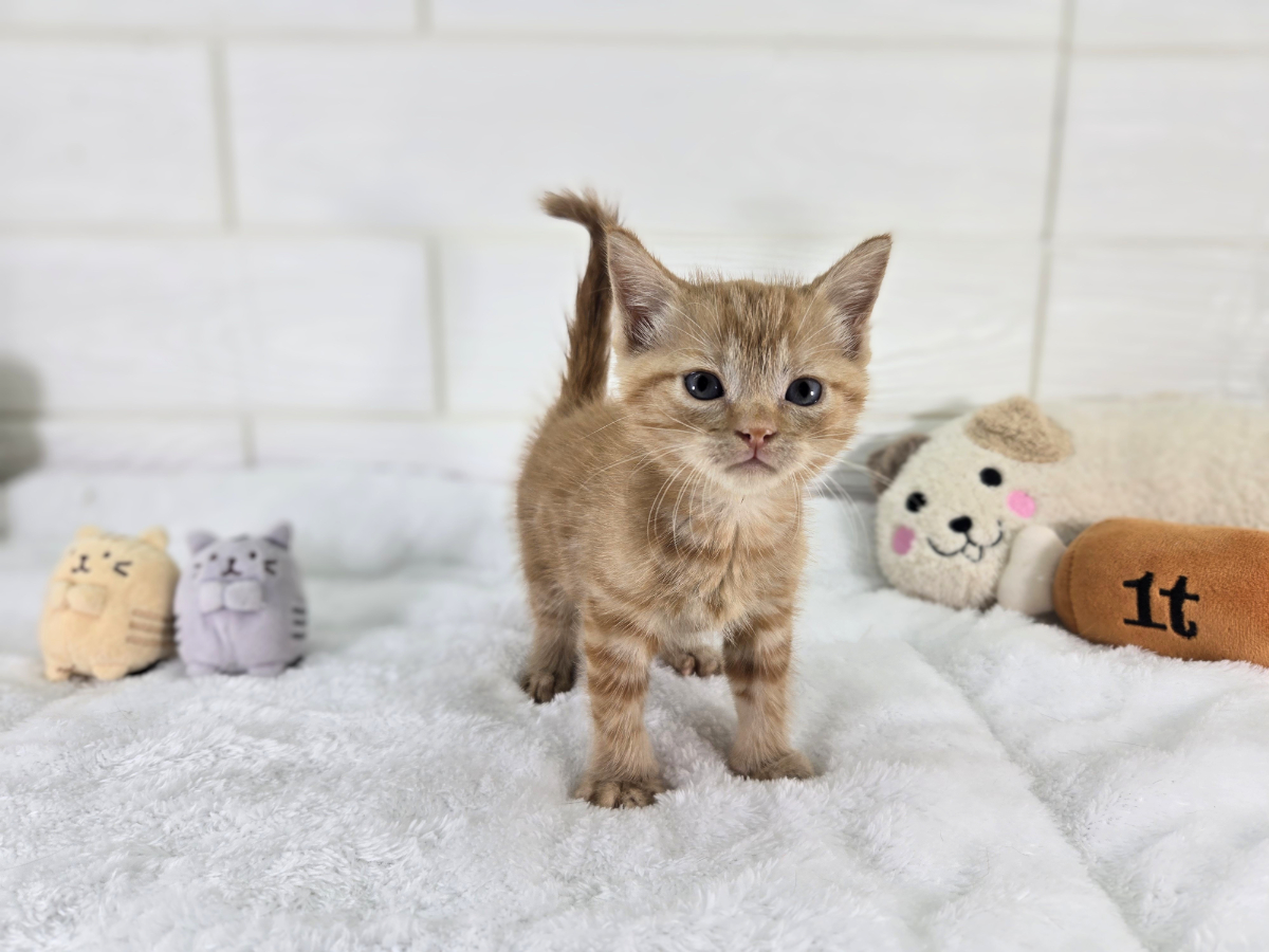 千葉県のマンチカン (かねだいペットトライアル勝浦/2025年5月23日生まれ/女の子/レッドタビー)の子猫の3枚目の画像