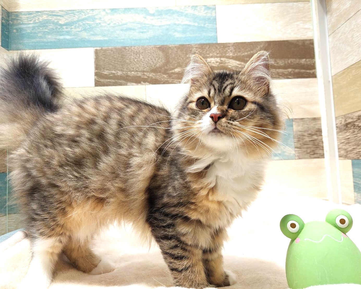 茨城県のハーフ猫・ミックス猫 (かねだいペットトライアル利根川/2025年2月24日生まれ/女の子/ブラウンタビーホワイト)の子猫の1枚目の画像