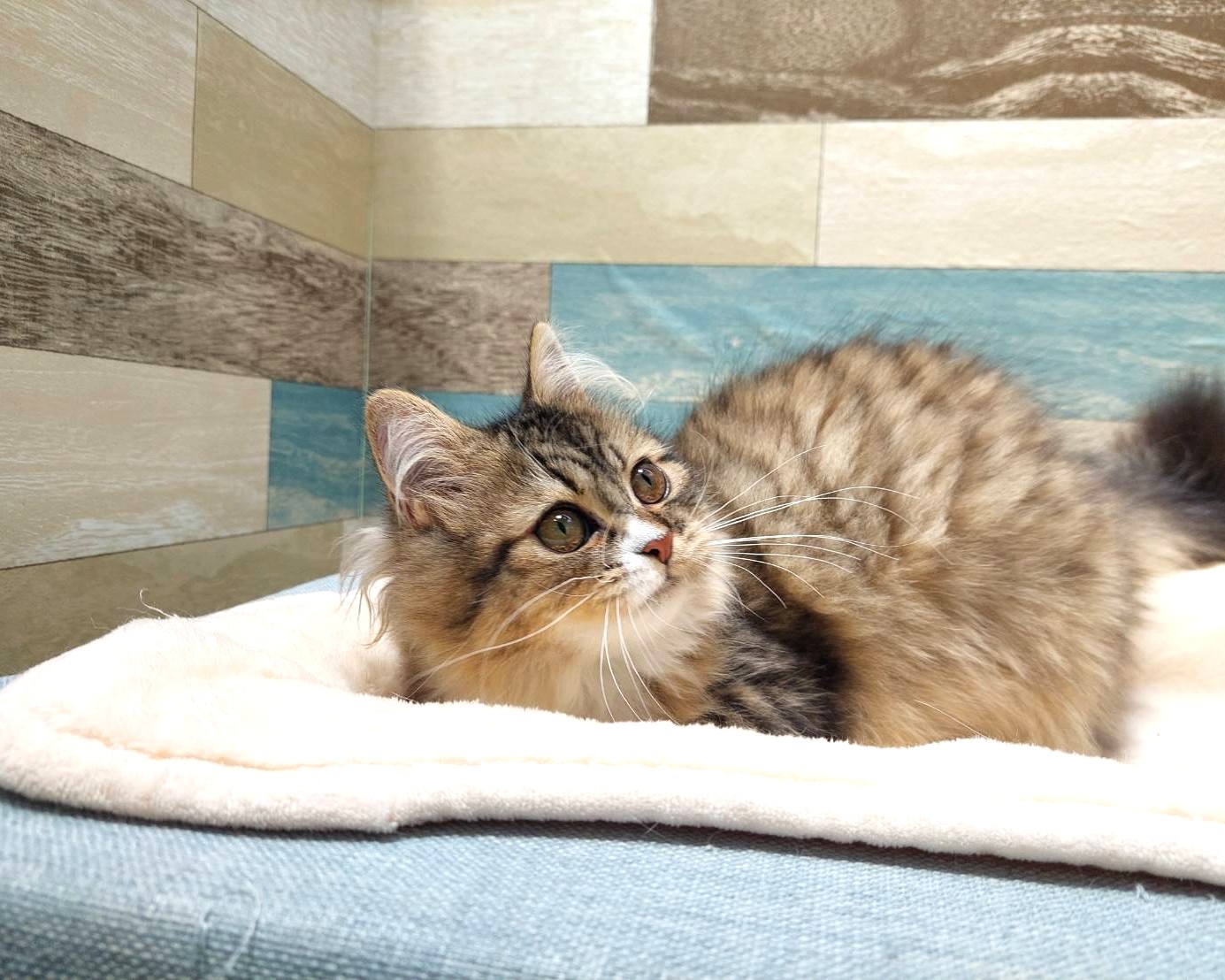 茨城県のハーフ猫・ミックス猫 (かねだいペットトライアル利根川/2025年2月24日生まれ/女の子/ブラウンタビーホワイト)の子猫の3枚目の画像