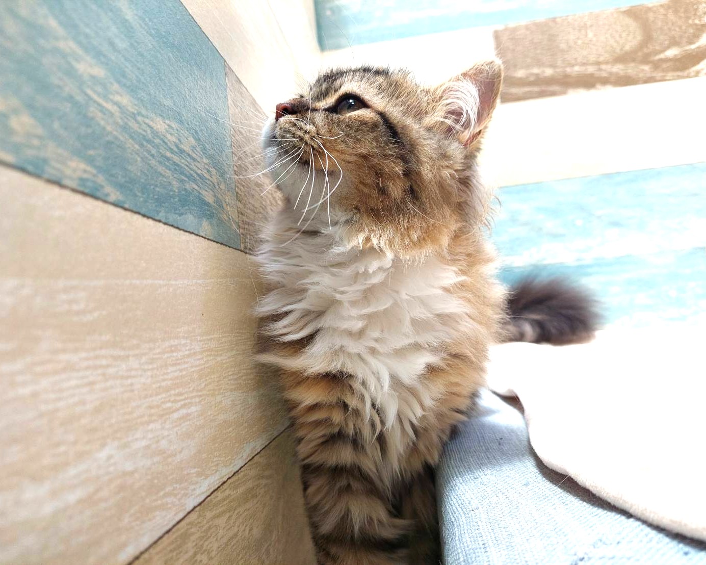 茨城県のハーフ猫・ミックス猫 (かねだいペットトライアル利根川/2025年2月24日生まれ/女の子/ブラウンタビーホワイト)の子猫の4枚目の画像